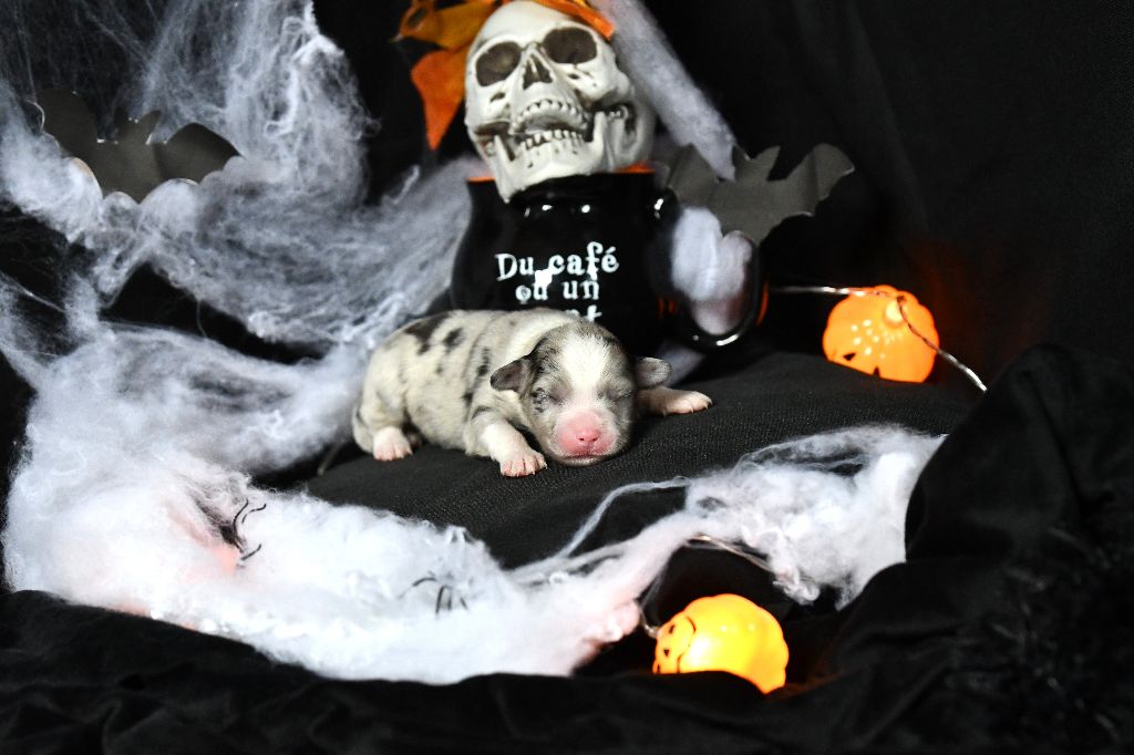 De L'Atoll De Tikéhau - Chiots disponibles - Berger Américain Miniature 