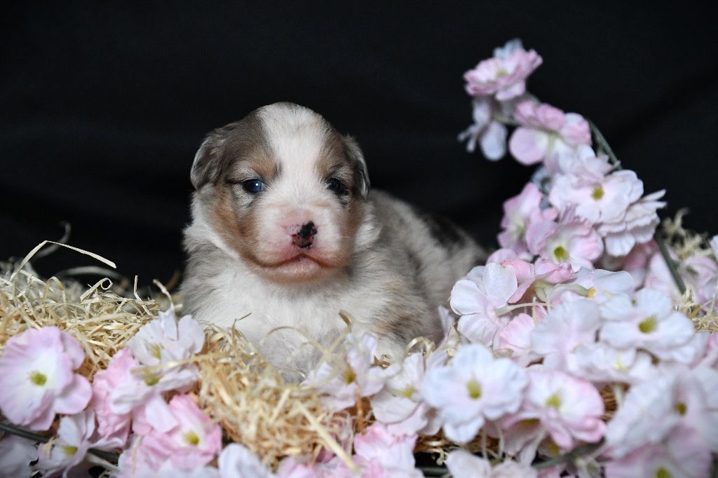 De L'Atoll De Tikéhau - Chiots disponibles - Berger Américain Miniature 