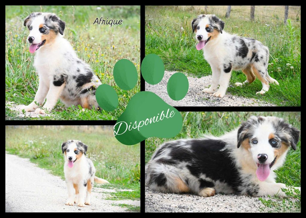De L'Atoll De Tikéhau - Chiots disponibles - Berger Américain Miniature 