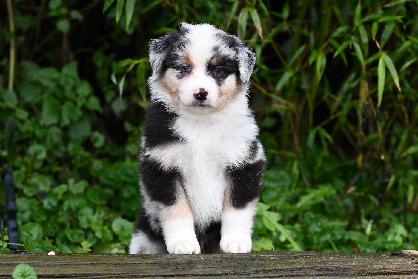 De L'Atoll De Tikéhau - Chiots disponibles - Berger Américain Miniature 