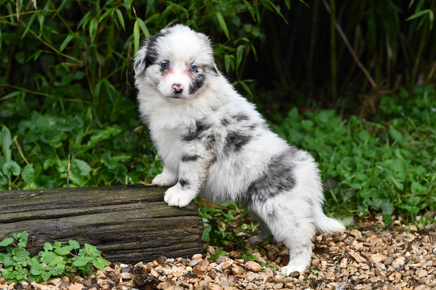 De L'Atoll De Tikéhau - Chiots disponibles - Berger Américain Miniature 