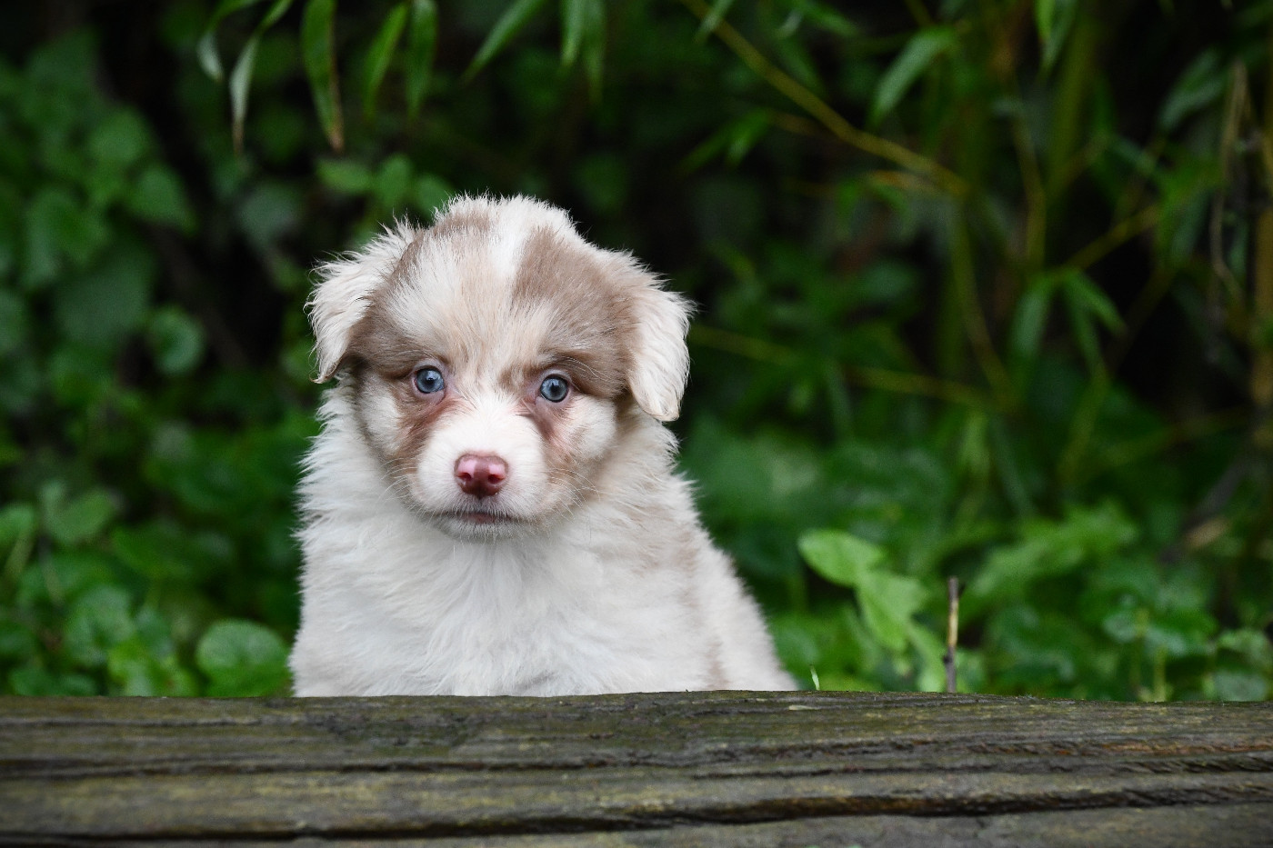 De L'Atoll De Tikéhau - Chiots disponibles - Berger Américain Miniature 