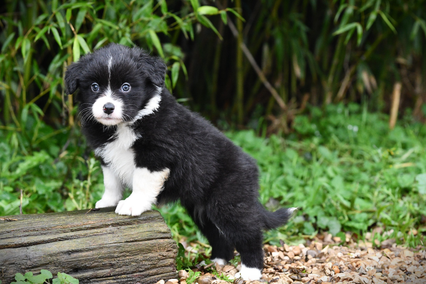 De L'Atoll De Tikéhau - Chiots disponibles - Berger Américain Miniature 