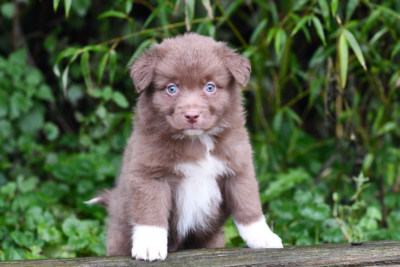 De L'Atoll De Tikéhau - Chiots disponibles - Berger Américain Miniature 