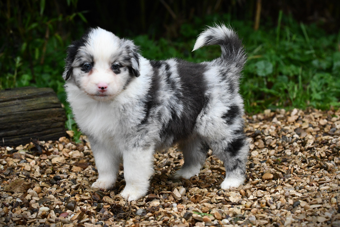 De L'Atoll De Tikéhau - Chiots disponibles - Berger Américain Miniature 