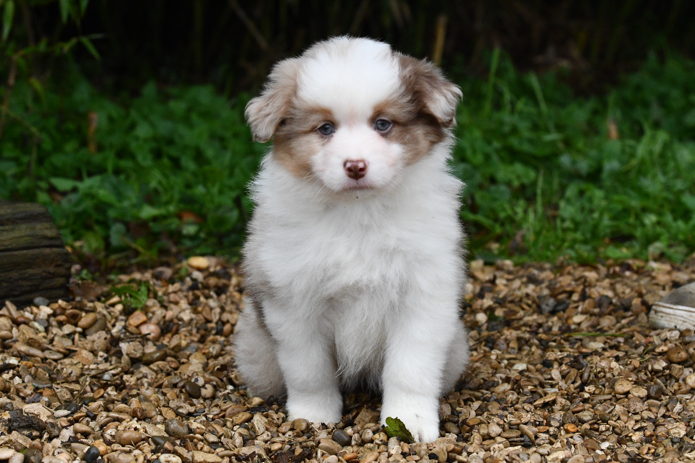 De L'Atoll De Tikéhau - Chiots disponibles - Berger Américain Miniature 