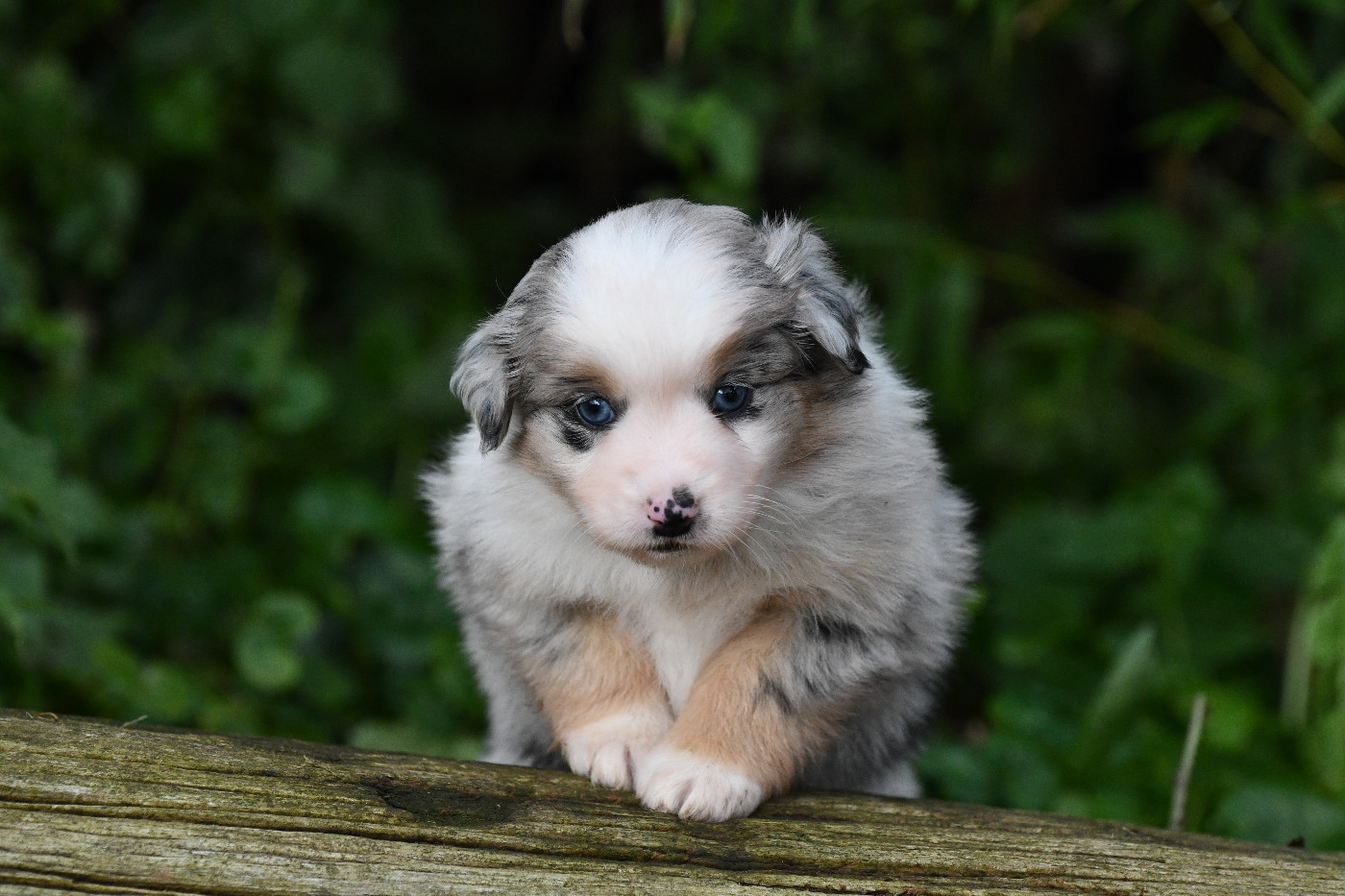 De L'Atoll De Tikéhau - Chiots disponibles - Berger Américain Miniature 