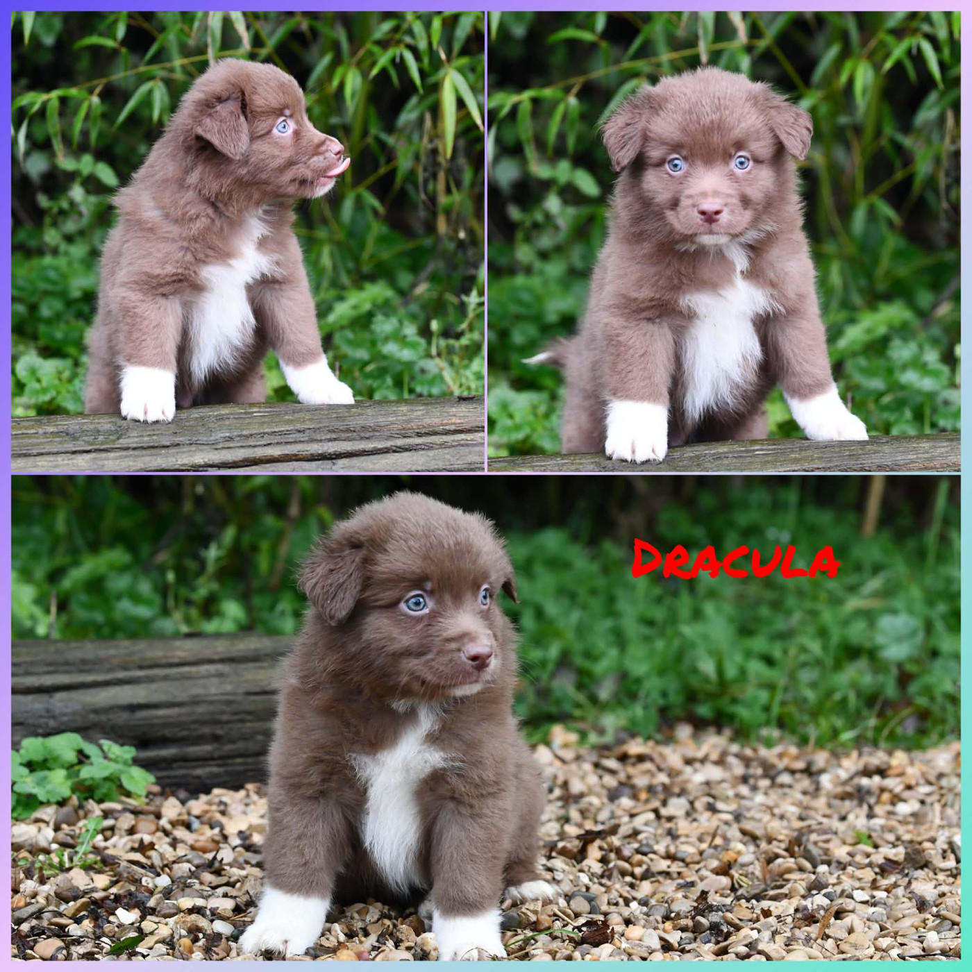 De L'Atoll De Tikéhau - Chiots disponibles - Berger Américain Miniature 