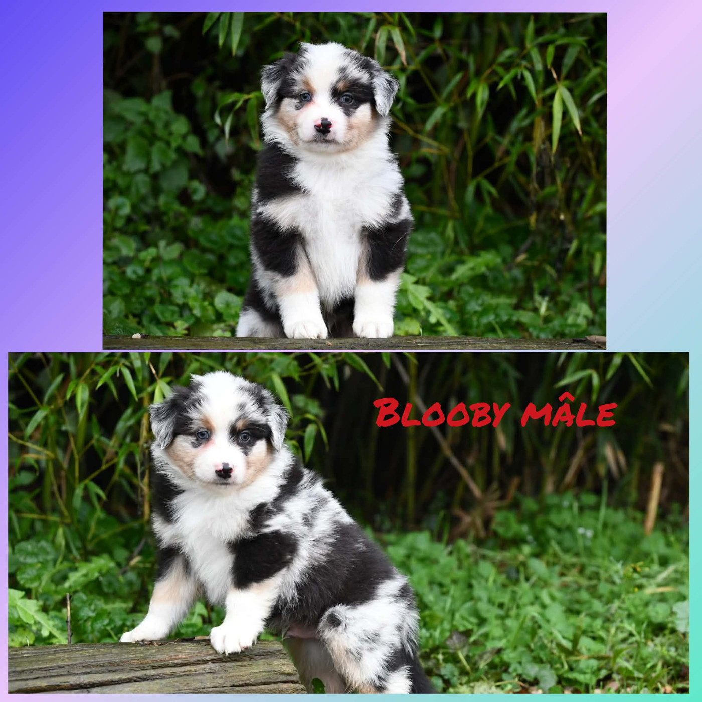 De L'Atoll De Tikéhau - Chiots disponibles - Berger Américain Miniature 