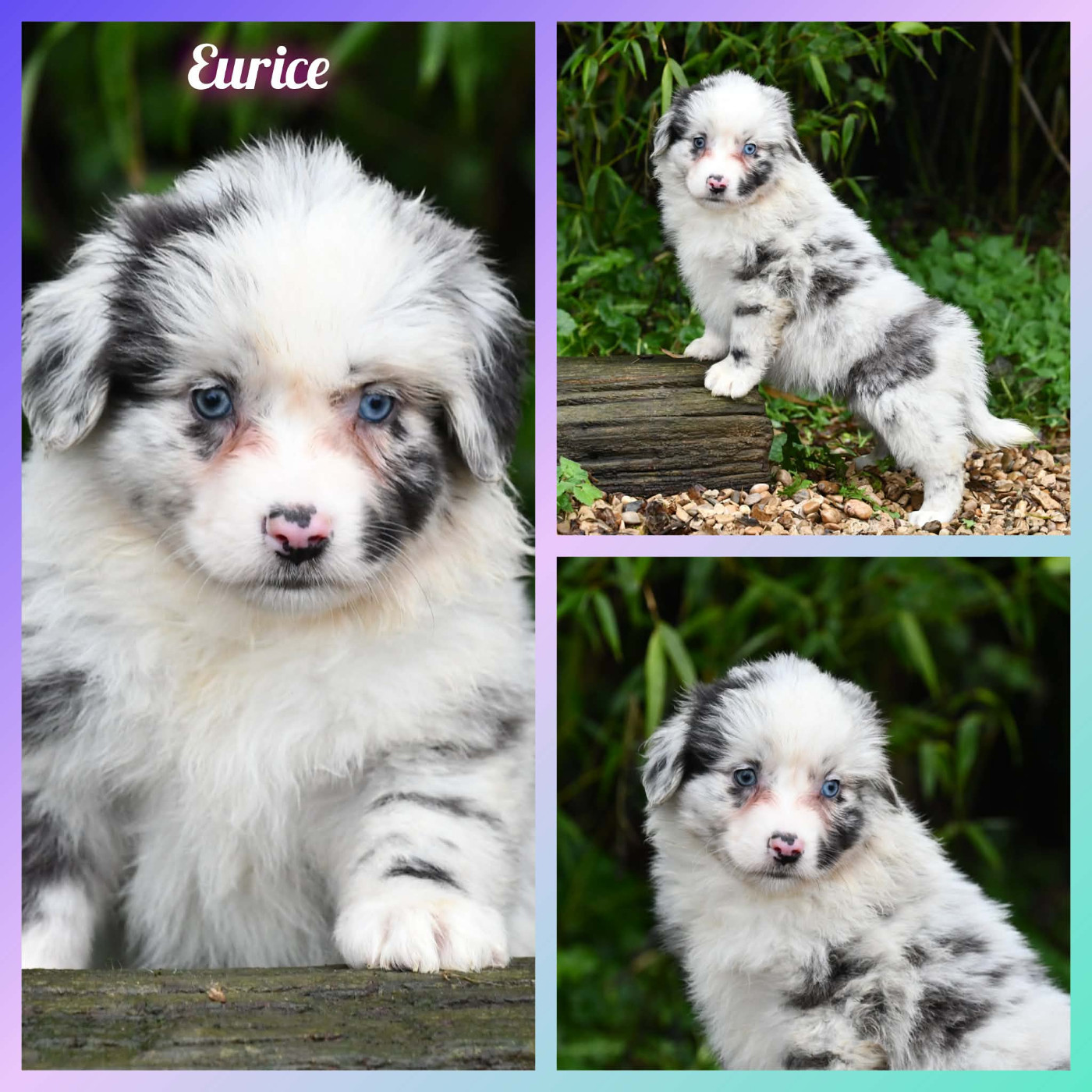 De L'Atoll De Tikéhau - Chiots disponibles - Berger Américain Miniature 