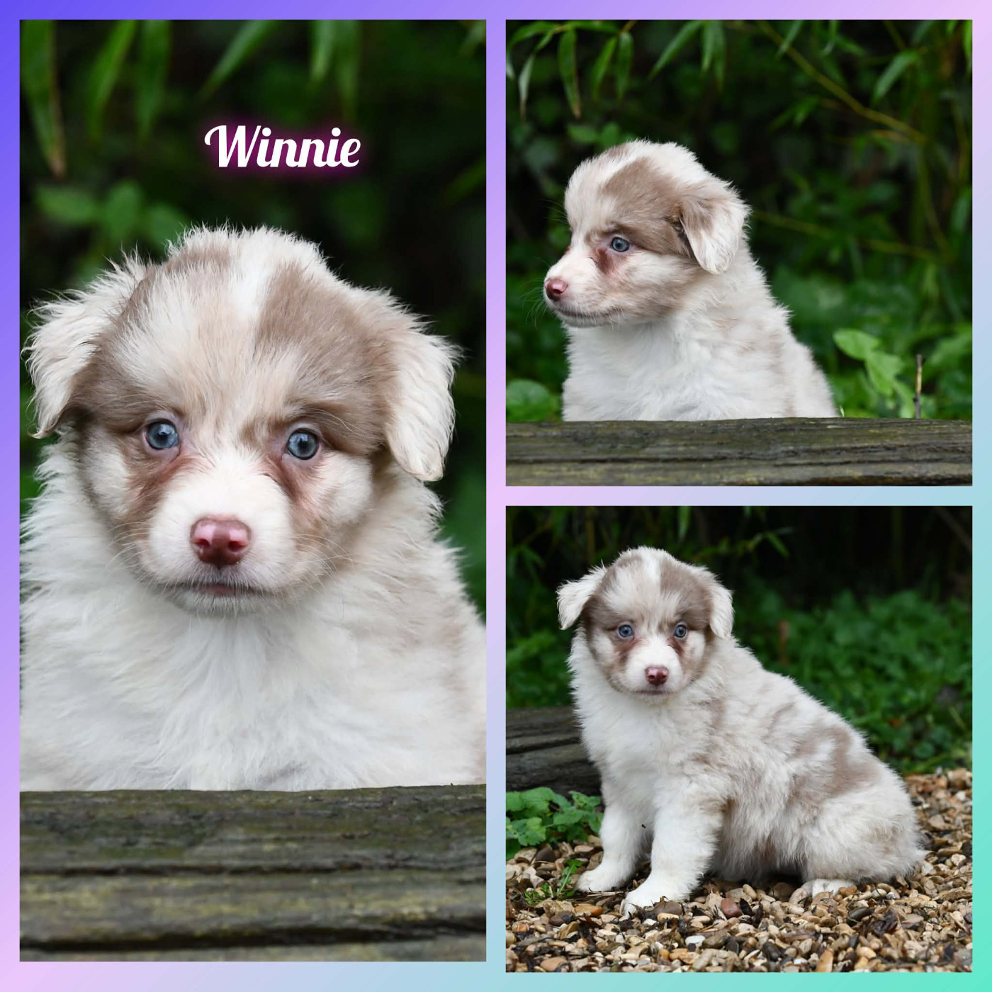 De L'Atoll De Tikéhau - Chiots disponibles - Berger Américain Miniature 