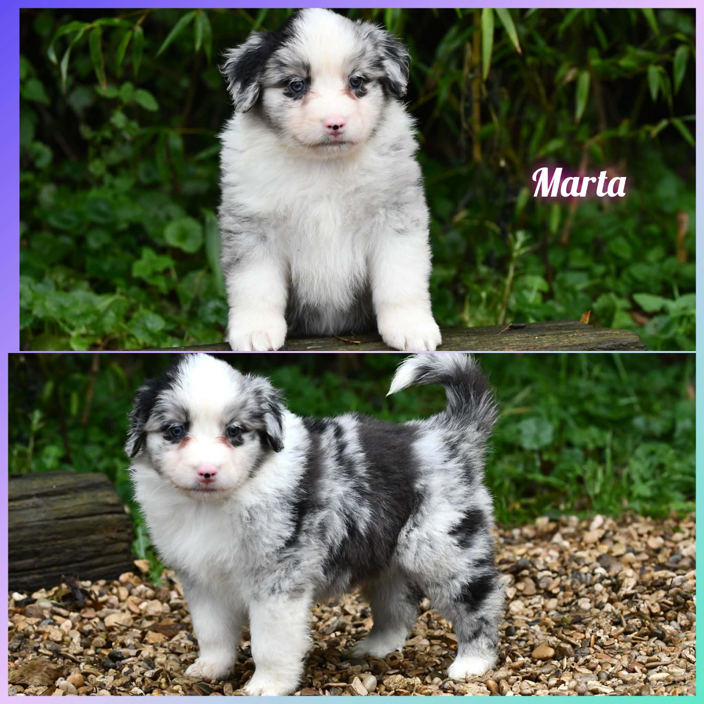 De L'Atoll De Tikéhau - Chiots disponibles - Berger Américain Miniature 