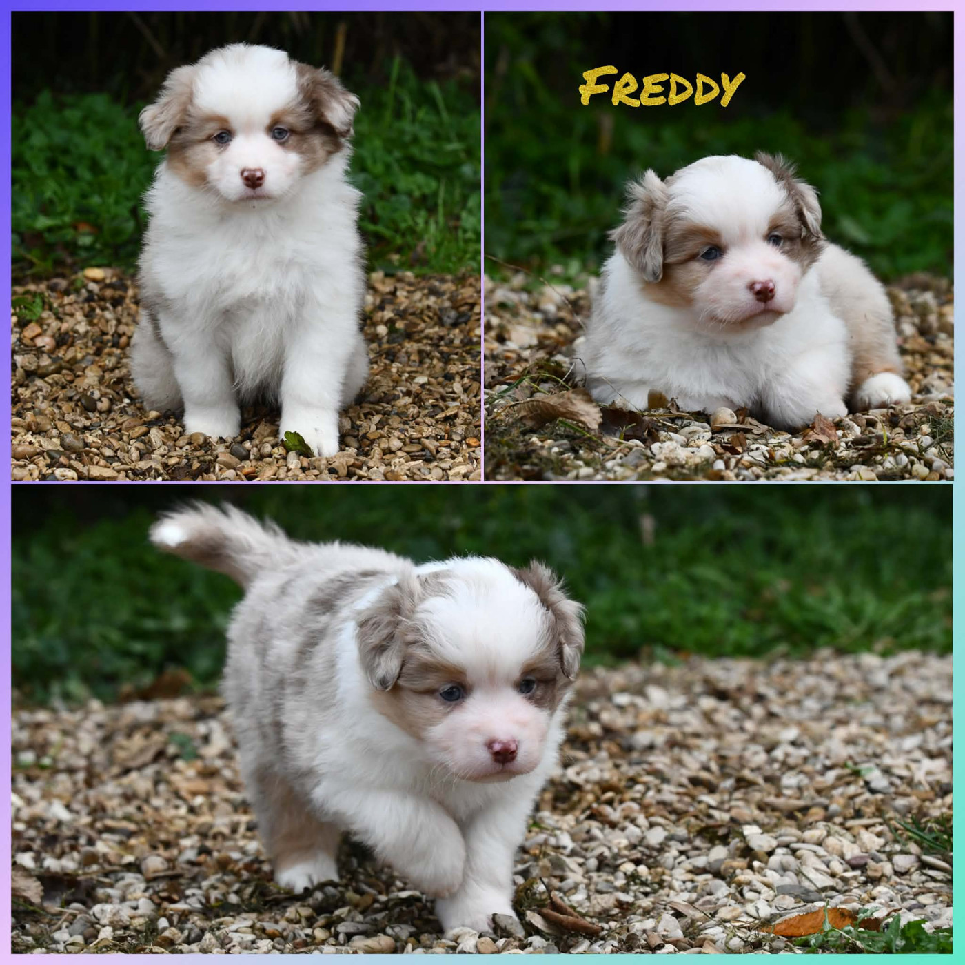 De L'Atoll De Tikéhau - Chiots disponibles - Berger Américain Miniature 