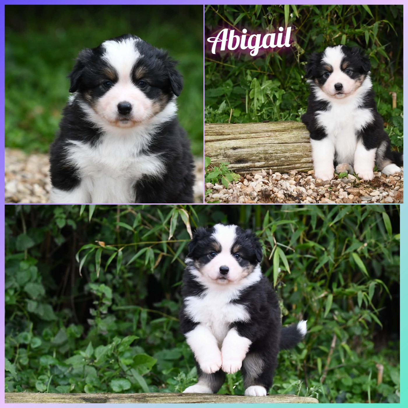 De L'Atoll De Tikéhau - Chiots disponibles - Berger Américain Miniature 