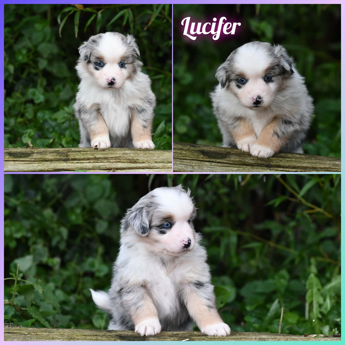 De L'Atoll De Tikéhau - Chiots disponibles - Berger Américain Miniature 