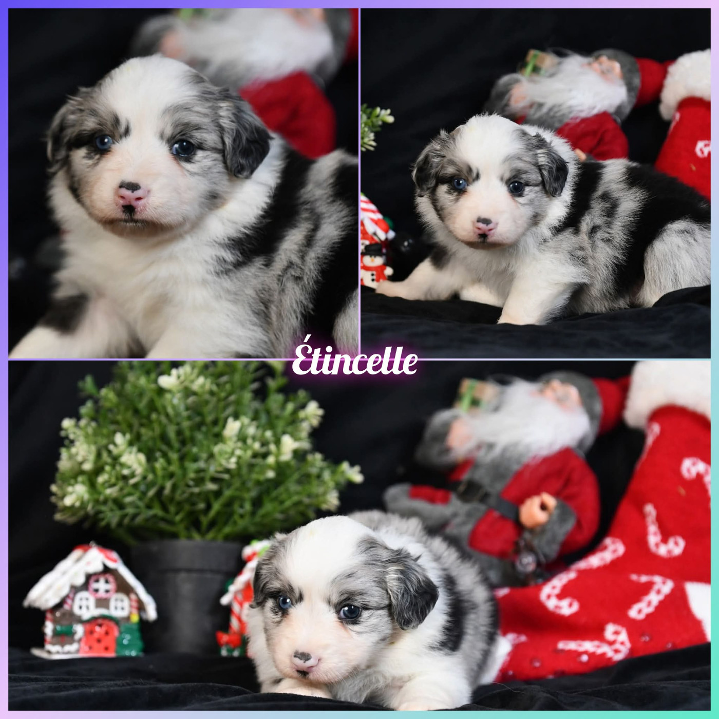 De L'Atoll De Tikéhau - Chiots disponibles - Berger Américain Miniature 