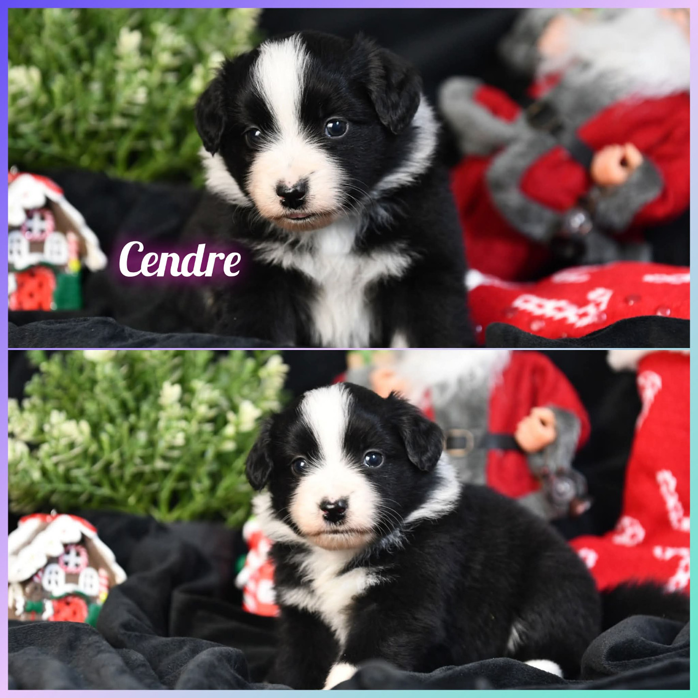 De L'Atoll De Tikéhau - Chiots disponibles - Berger Américain Miniature 