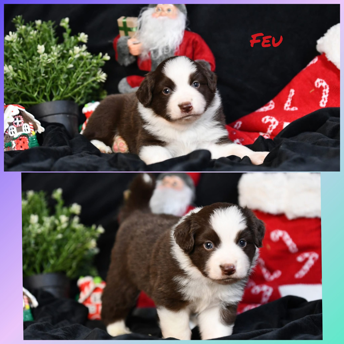 De L'Atoll De Tikéhau - Chiots disponibles - Berger Américain Miniature 