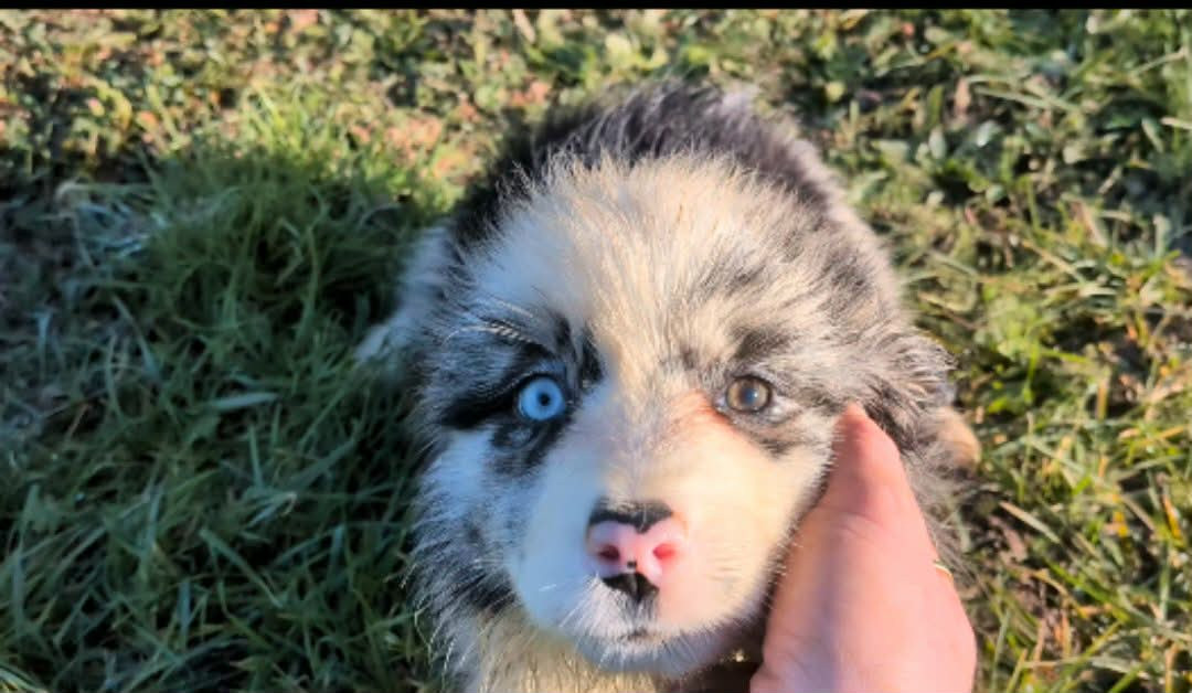 De L'Atoll De Tikéhau - Chiots disponibles - Berger Américain Miniature 