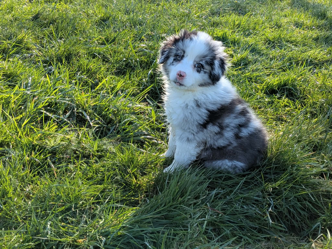 De L'Atoll De Tikéhau - Chiots disponibles - Berger Américain Miniature 
