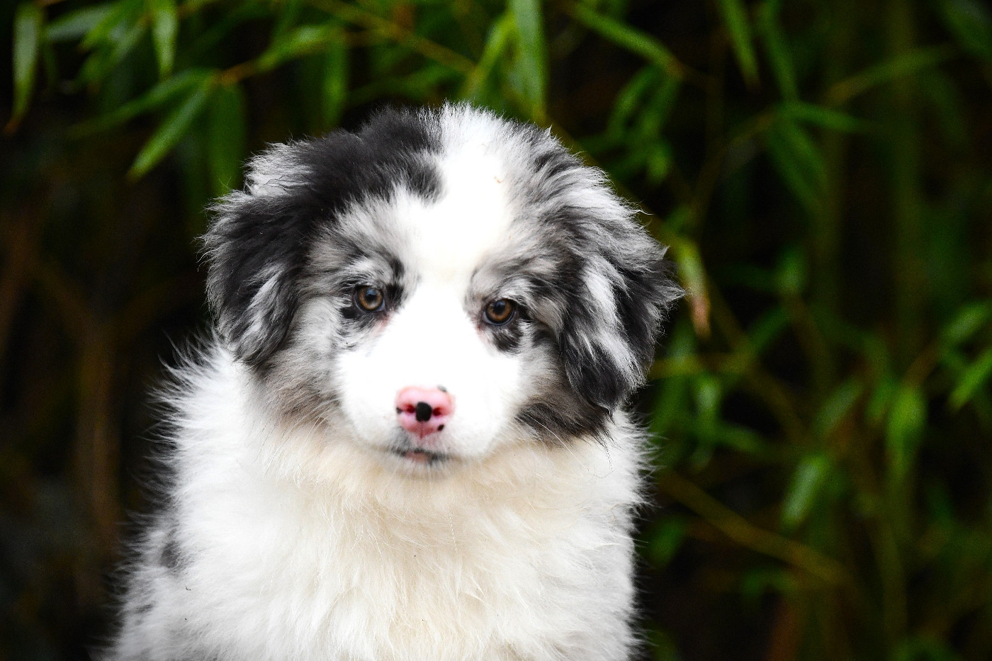 De L'Atoll De Tikéhau - Chiots disponibles - Berger Américain Miniature 