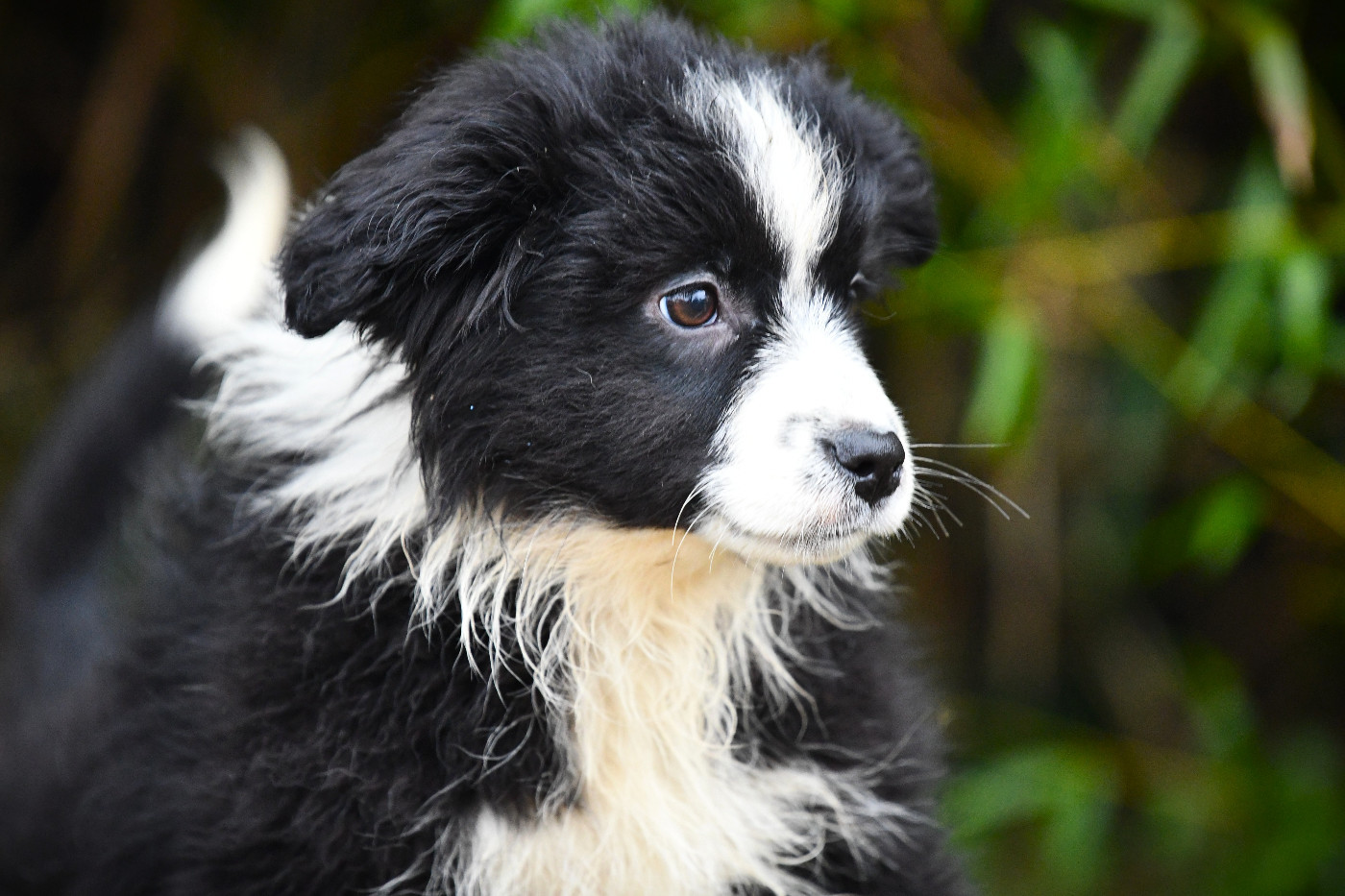 De L'Atoll De Tikéhau - Chiots disponibles - Berger Américain Miniature 