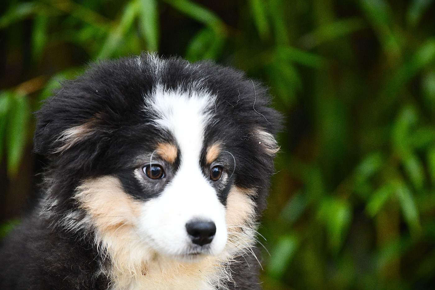 De L'Atoll De Tikéhau - Chiots disponibles - Berger Américain Miniature 