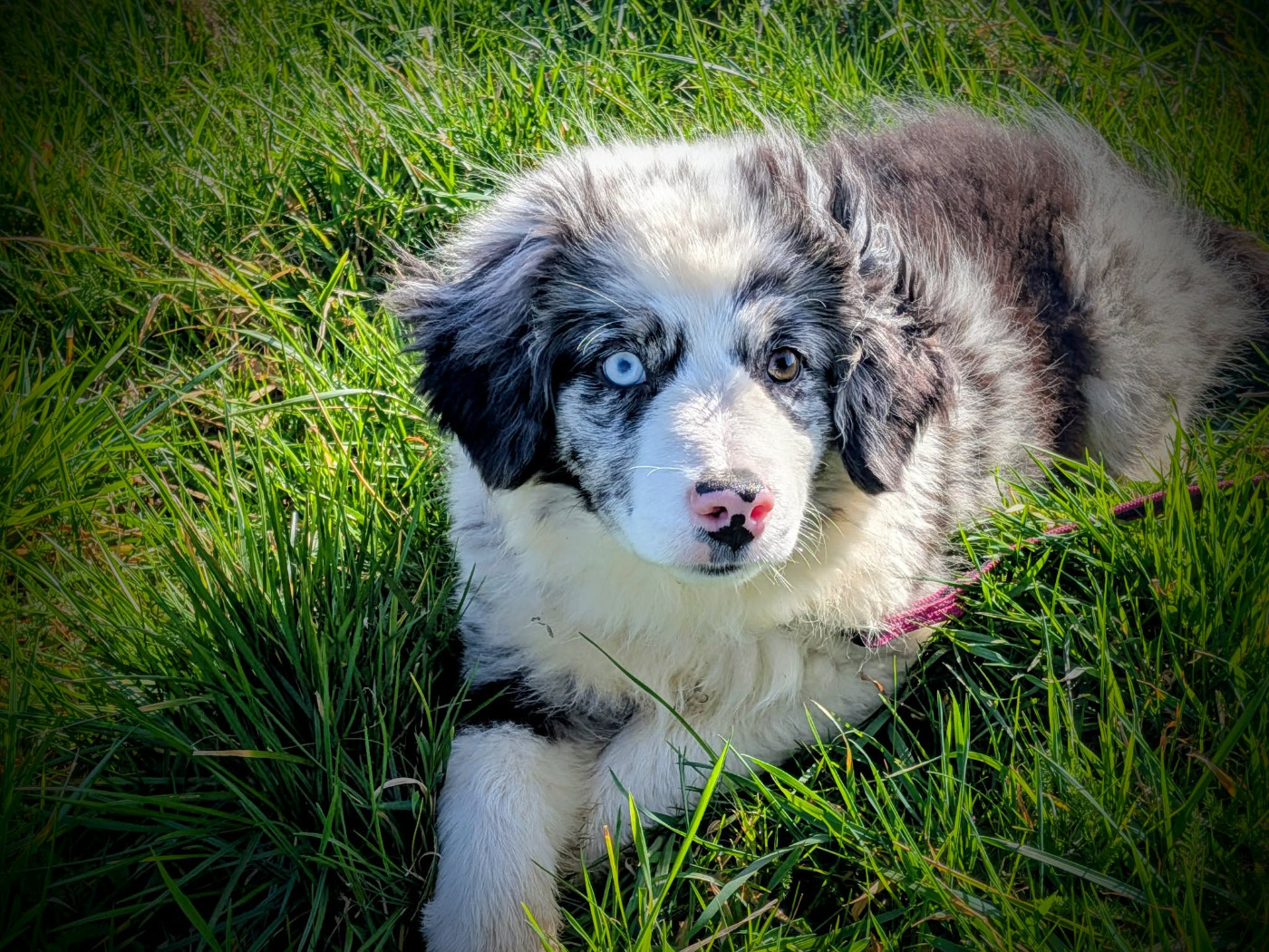 De L'Atoll De Tikéhau - Chiots disponibles - Berger Américain Miniature 