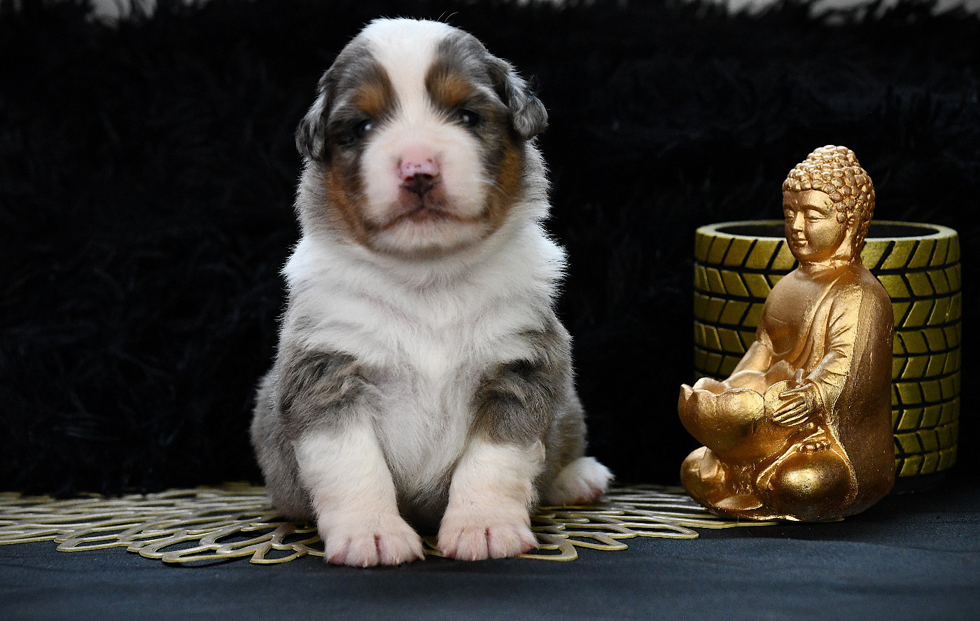 De L'Atoll De Tikéhau - Chiots disponibles - Berger Américain Miniature 