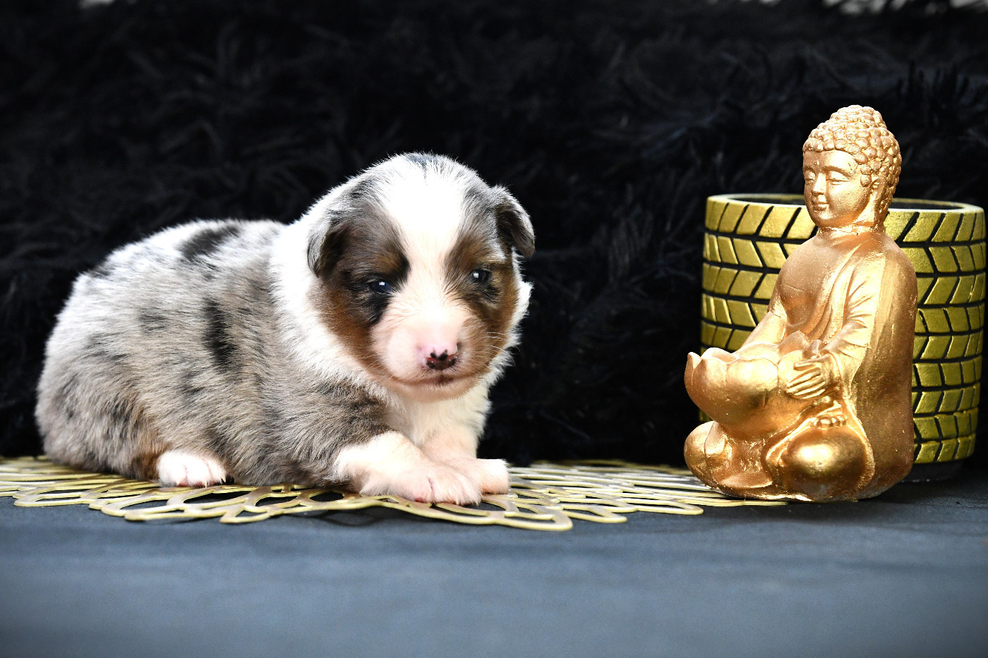 De L'Atoll De Tikéhau - Chiots disponibles - Berger Américain Miniature 