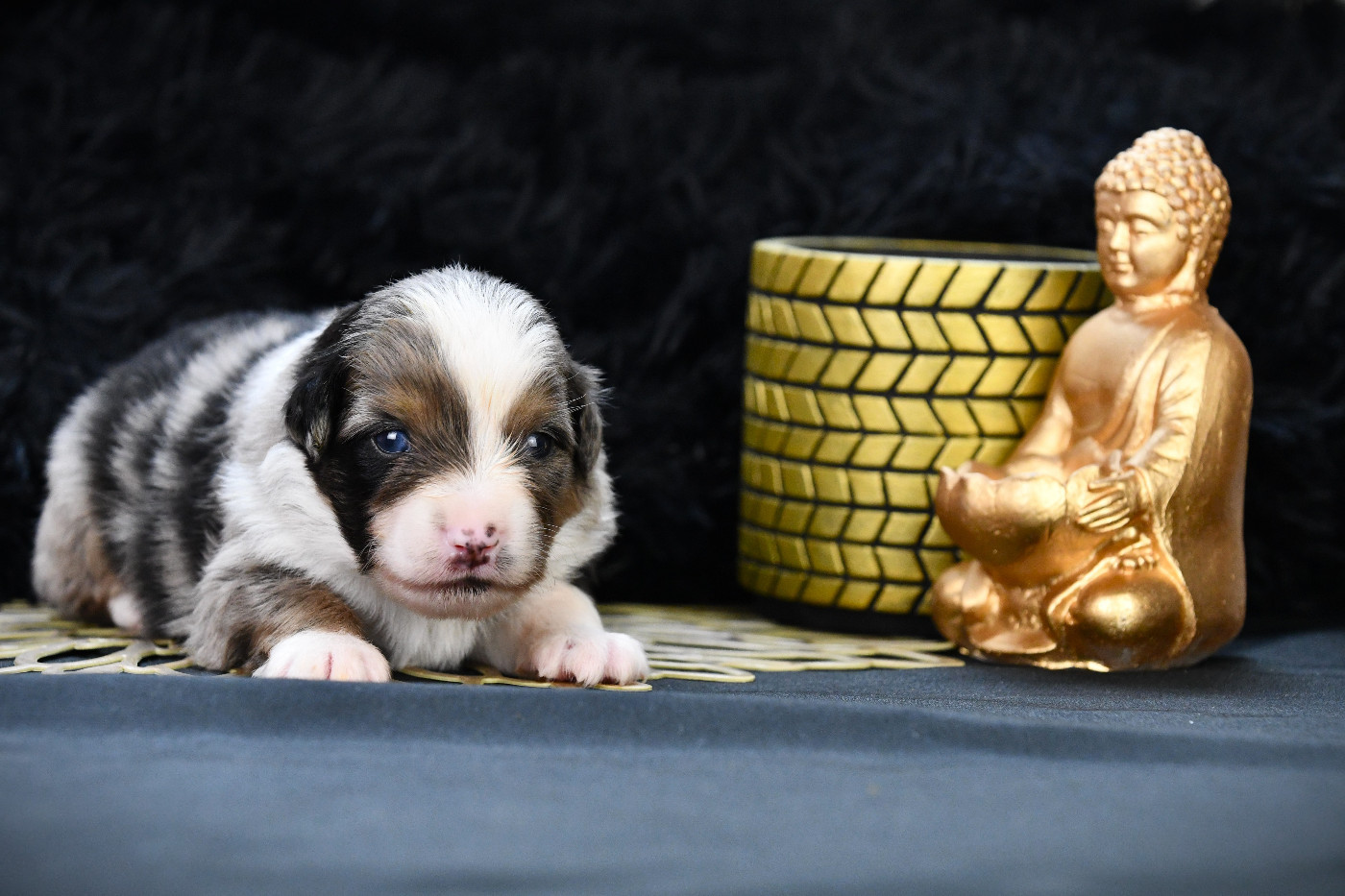 De L'Atoll De Tikéhau - Chiots disponibles - Berger Américain Miniature 