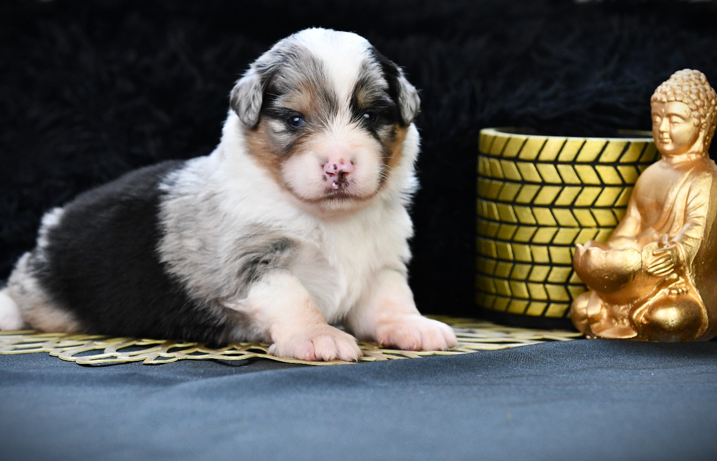 De L'Atoll De Tikéhau - Chiots disponibles - Berger Américain Miniature 