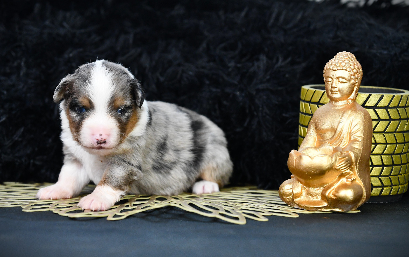De L'Atoll De Tikéhau - Chiots disponibles - Berger Américain Miniature 