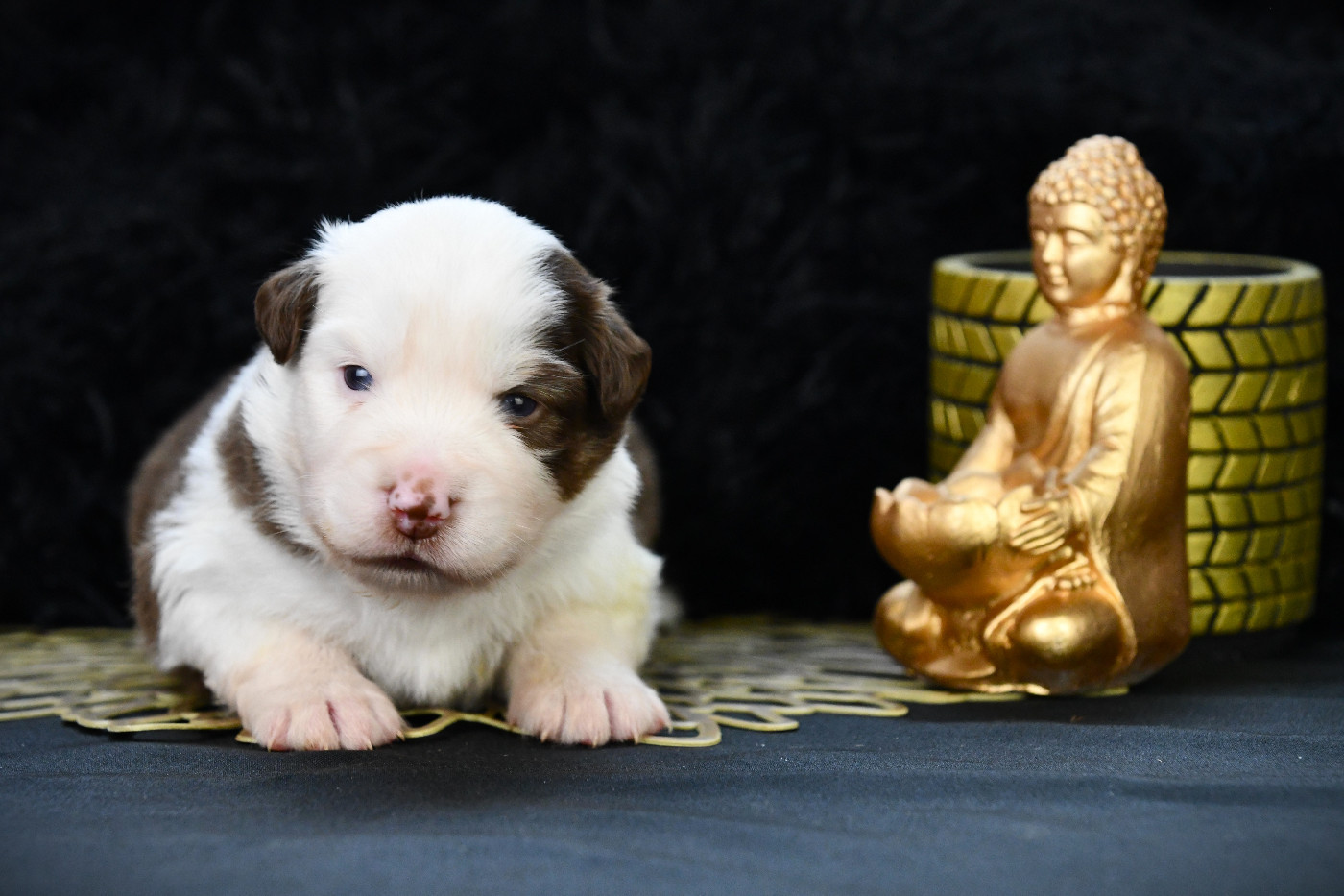 De L'Atoll De Tikéhau - Chiots disponibles - Berger Américain Miniature 