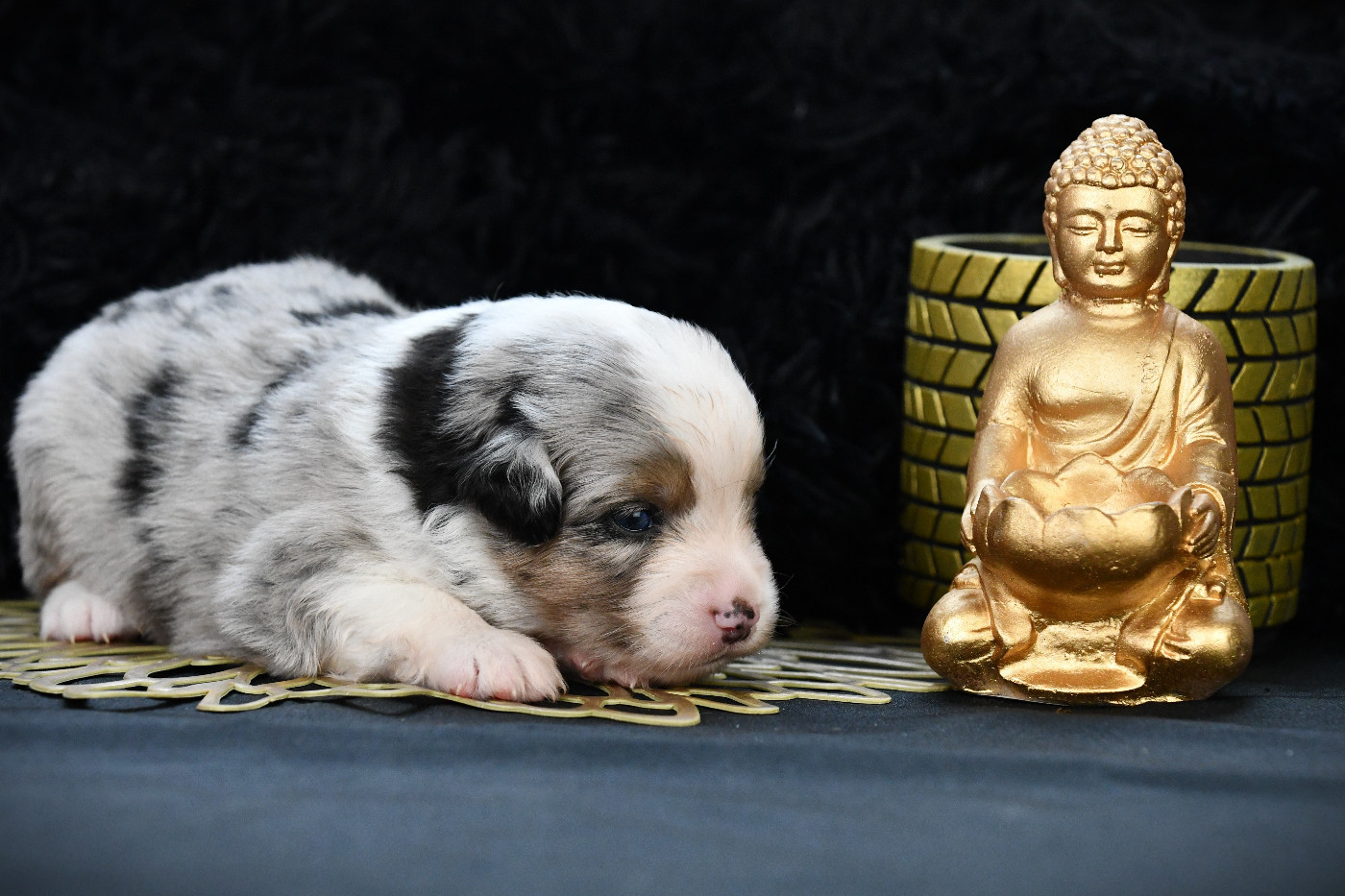 De L'Atoll De Tikéhau - Chiots disponibles - Berger Américain Miniature 