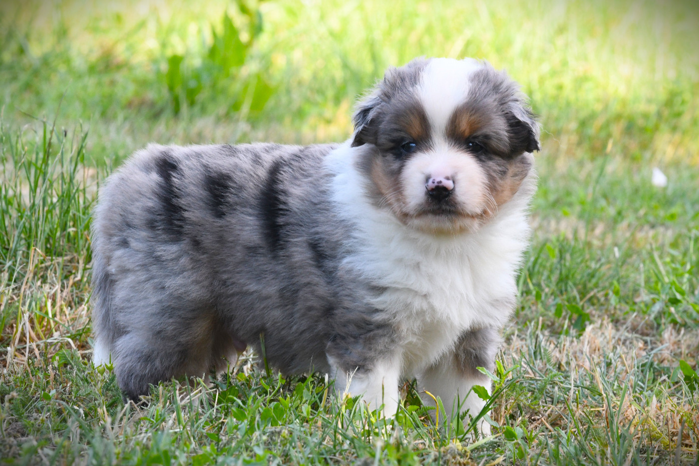 De L'Atoll De Tikéhau - Chiots disponibles - Berger Américain Miniature 