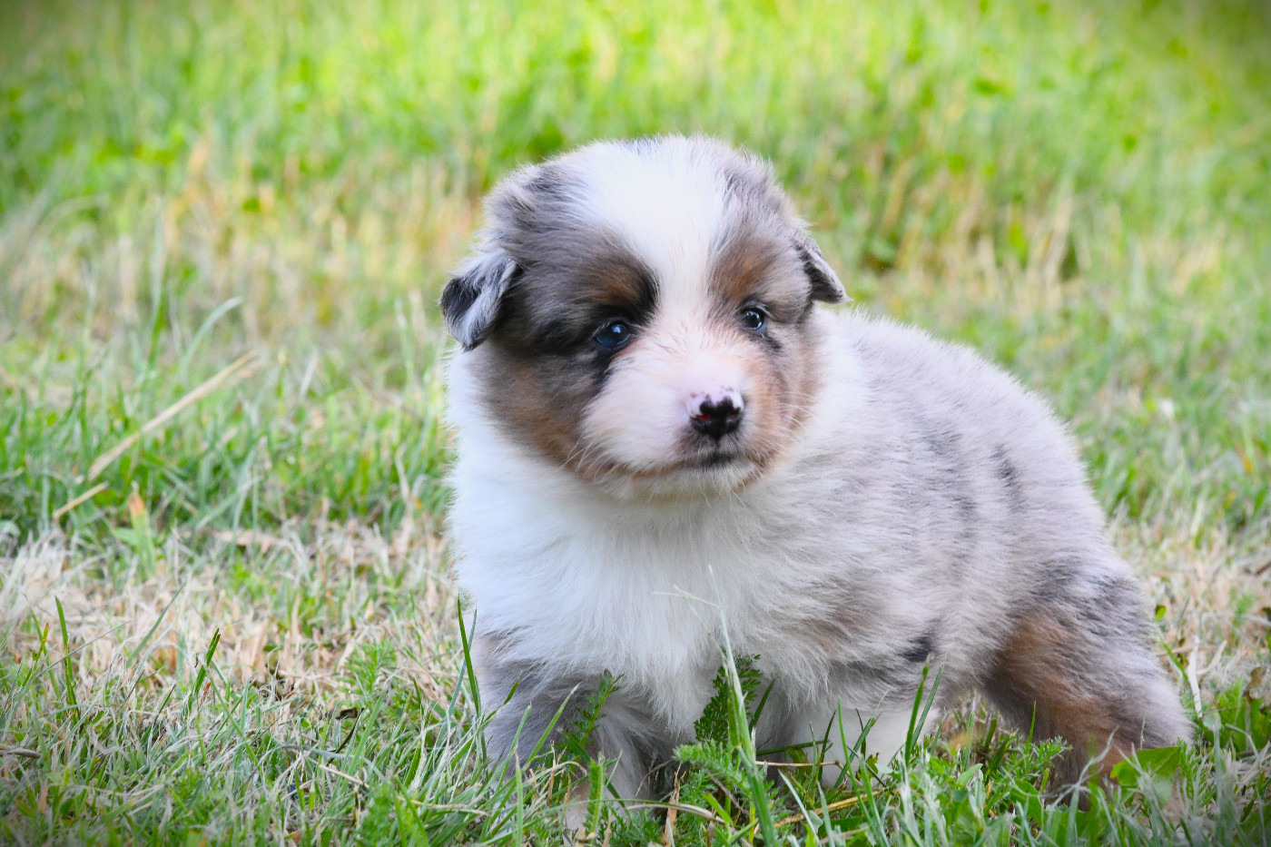 De L'Atoll De Tikéhau - Chiots disponibles - Berger Américain Miniature 