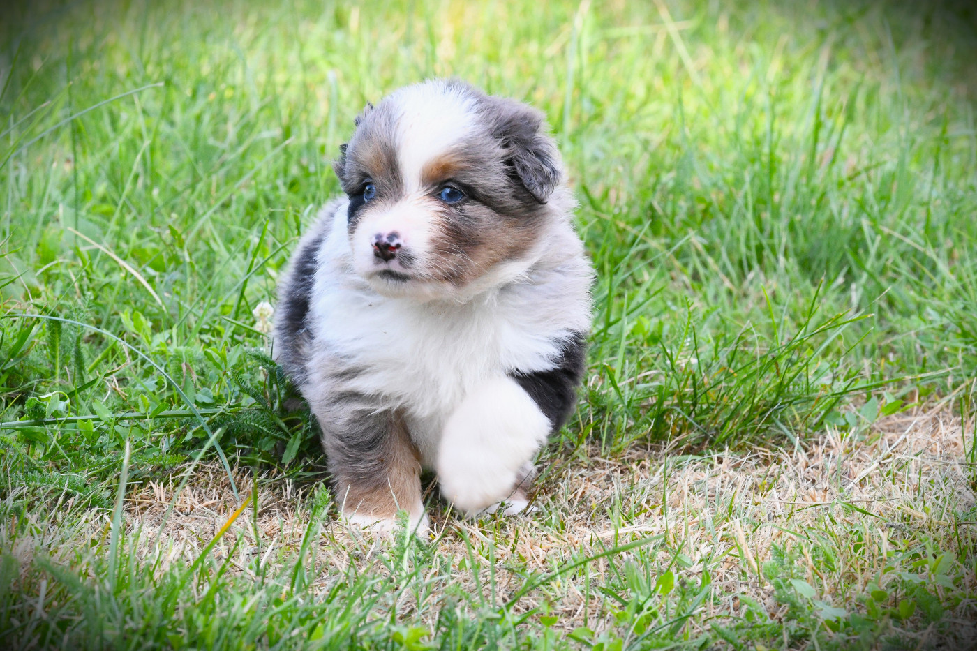 De L'Atoll De Tikéhau - Chiots disponibles - Berger Américain Miniature 