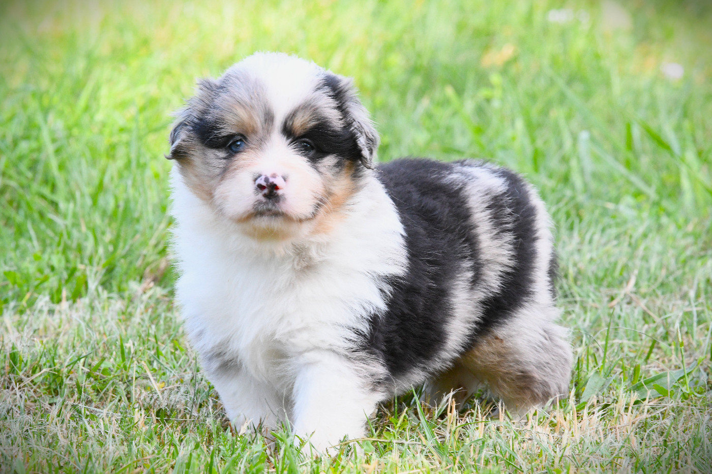 De L'Atoll De Tikéhau - Chiots disponibles - Berger Américain Miniature 