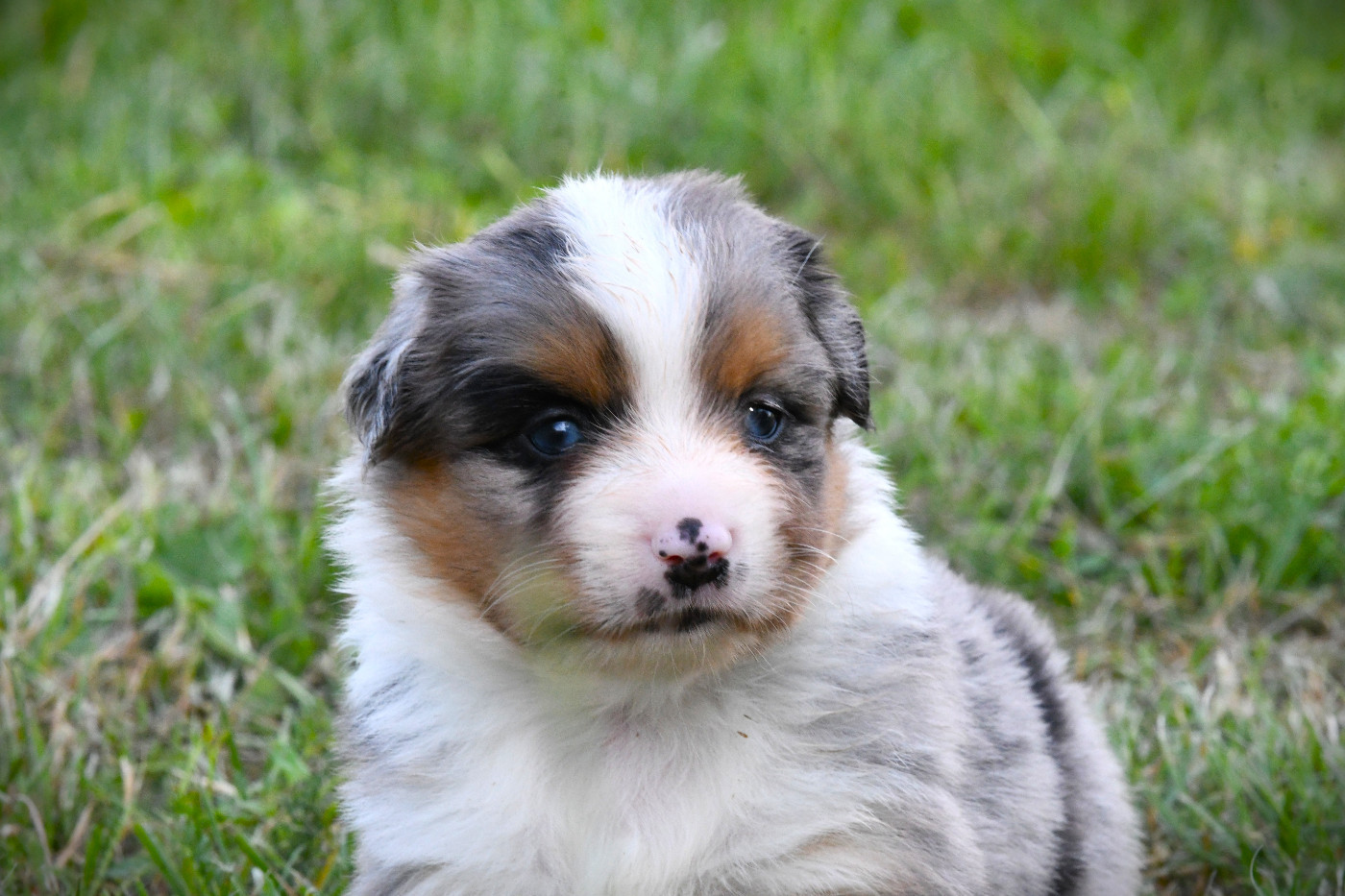 De L'Atoll De Tikéhau - Chiots disponibles - Berger Américain Miniature 