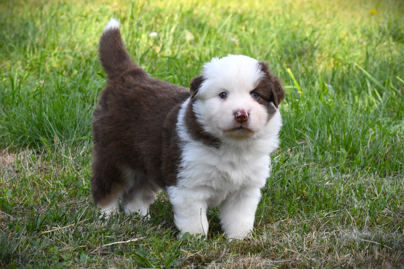 De L'Atoll De Tikéhau - Chiots disponibles - Berger Américain Miniature 