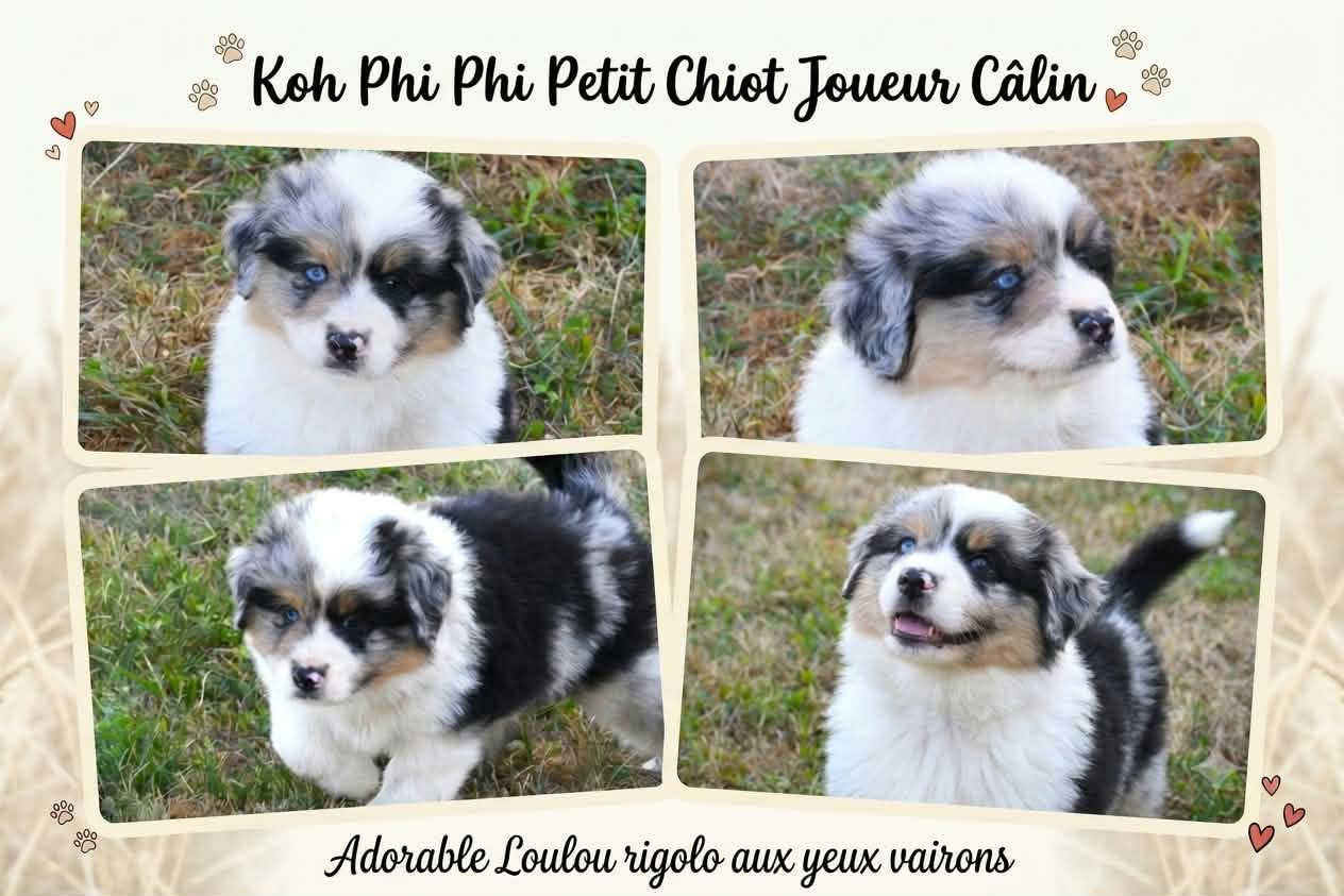 De L'Atoll De Tikéhau - Chiots disponibles - Berger Américain Miniature 