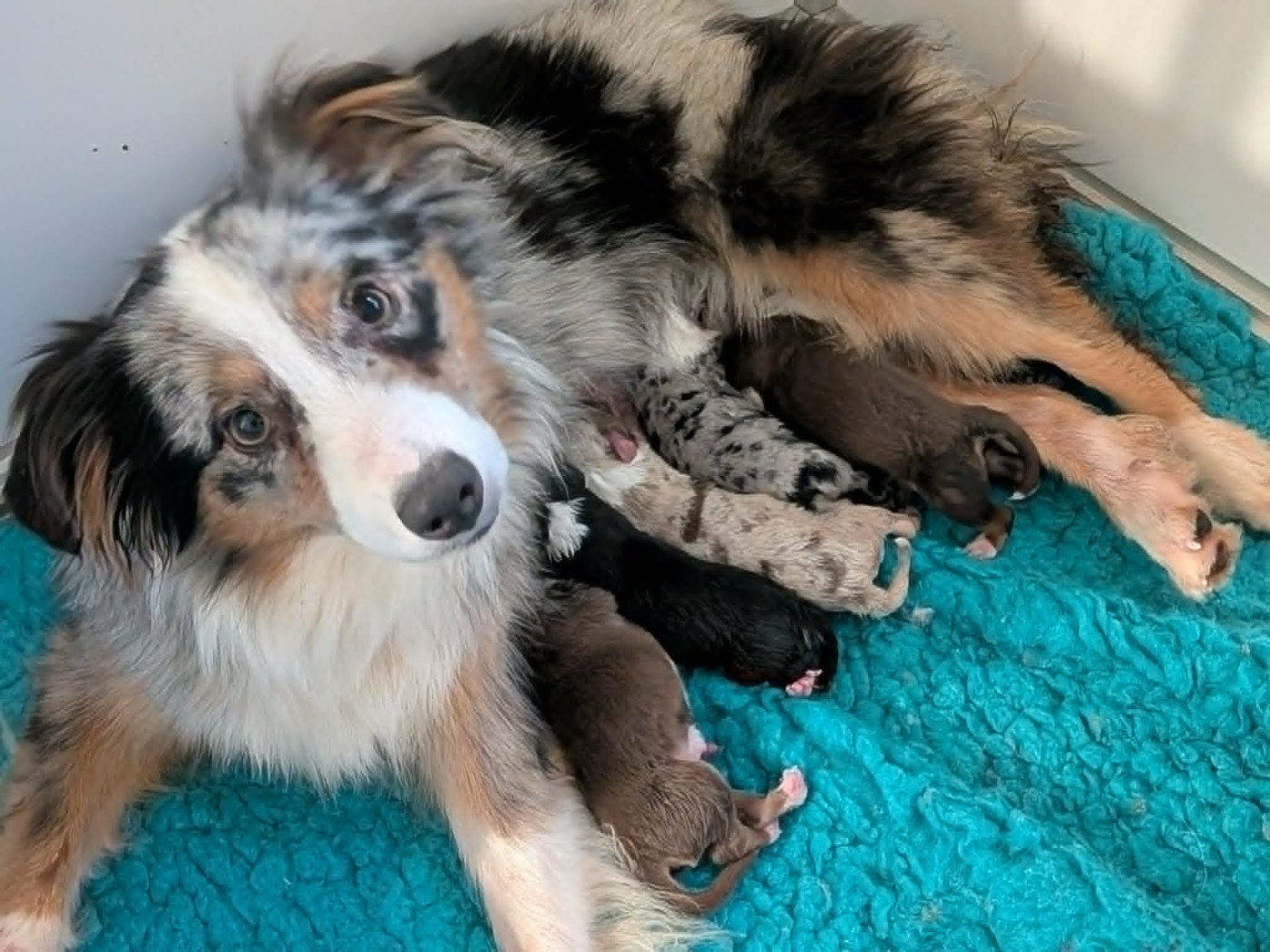 Chiot Berger Américain Miniature  De L'Atoll De Tikéhau