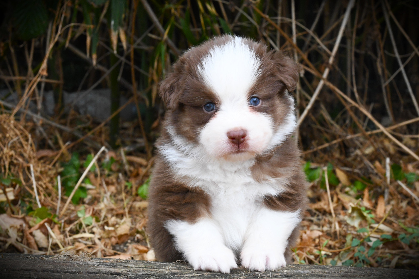 De L'Atoll De Tikéhau - Chiots disponibles - Berger Américain Miniature 