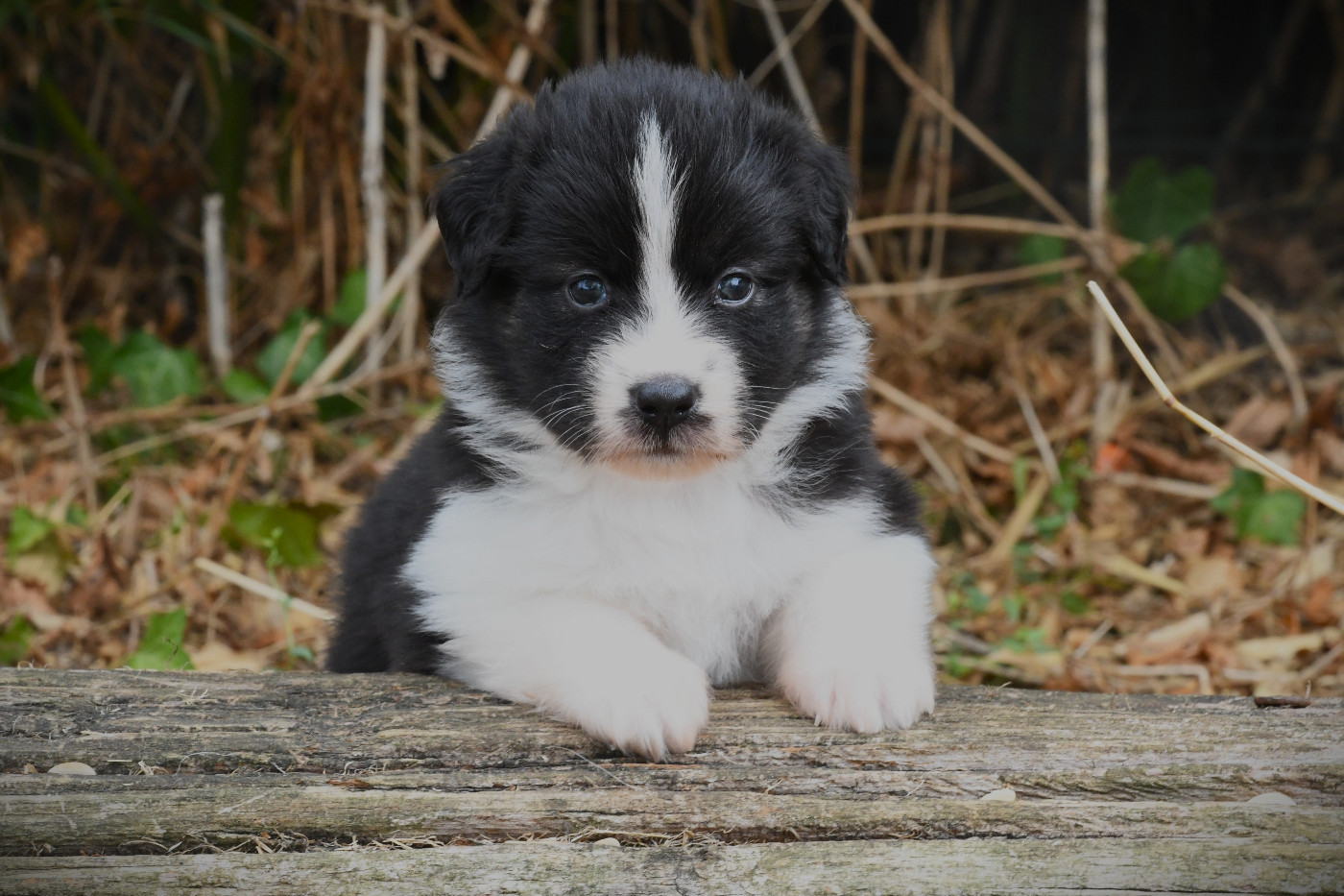 De L'Atoll De Tikéhau - Chiots disponibles - Berger Américain Miniature 