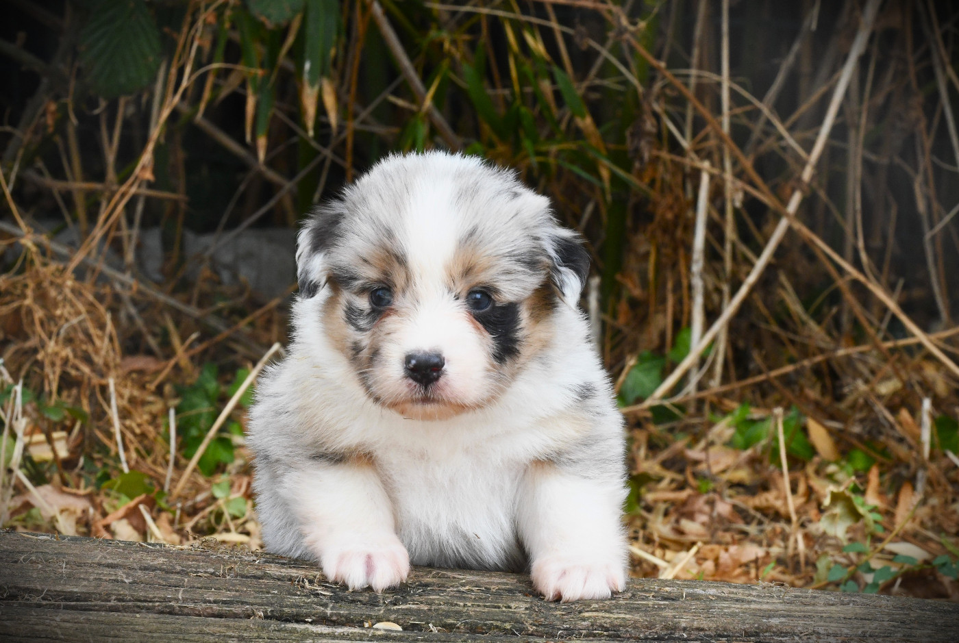 De L'Atoll De Tikéhau - Chiots disponibles - Berger Américain Miniature 