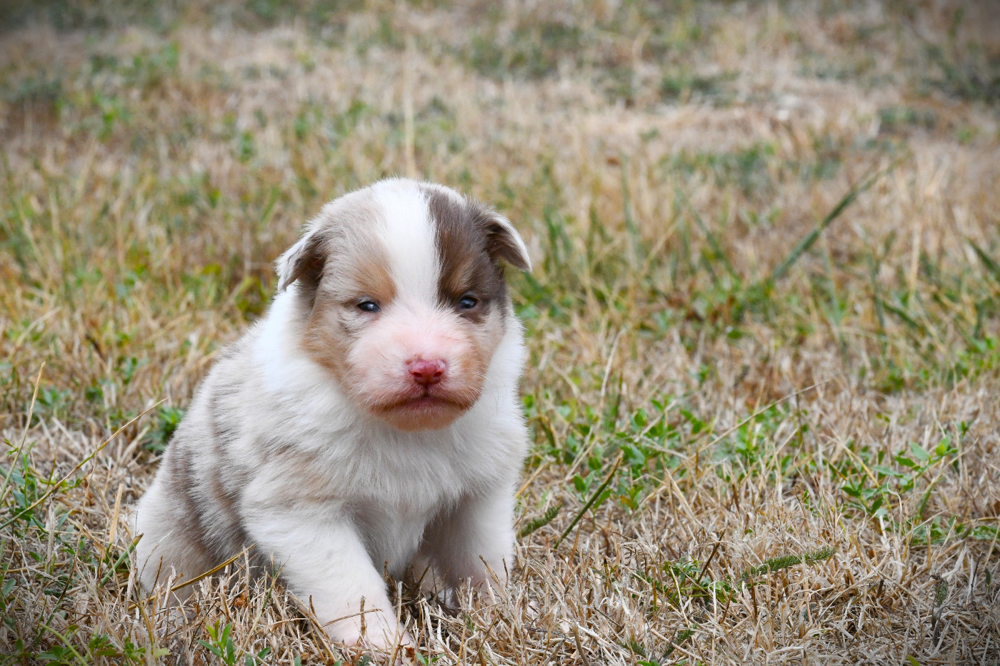 De L'Atoll De Tikéhau - Chiots disponibles - Berger Américain Miniature 