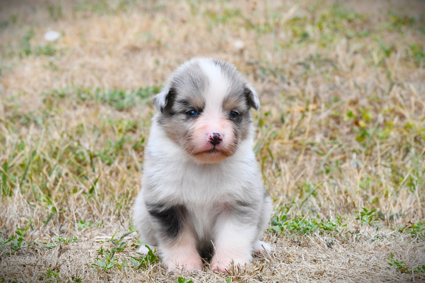 De L'Atoll De Tikéhau - Chiots disponibles - Berger Américain Miniature 