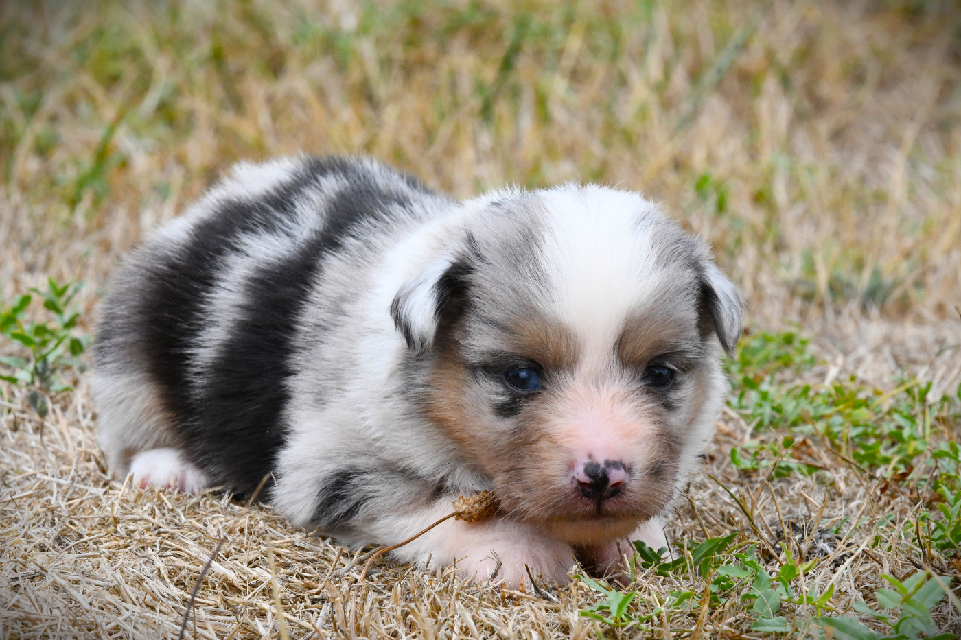 De L'Atoll De Tikéhau - Chiots disponibles - Berger Américain Miniature 