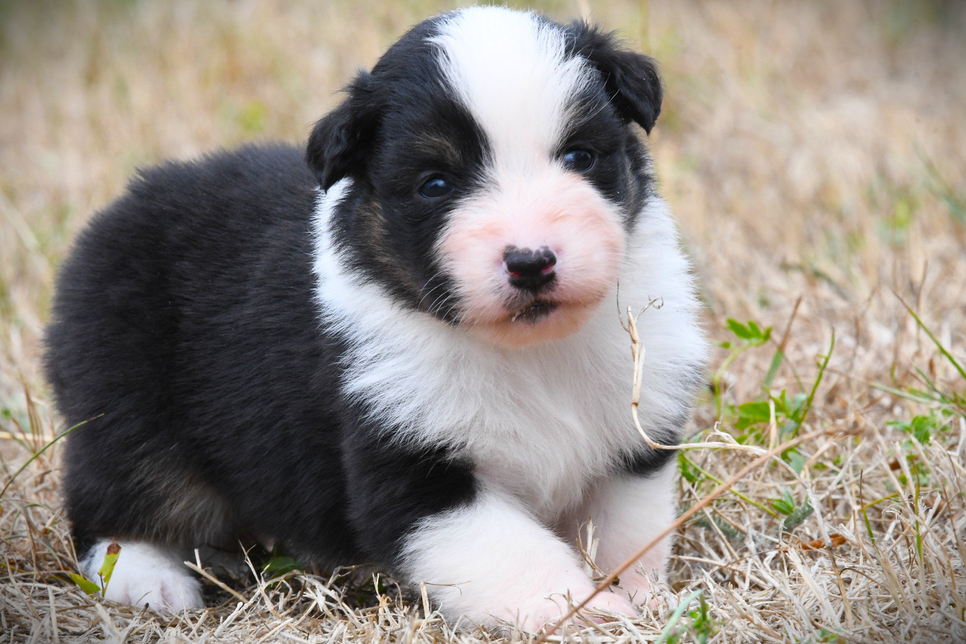 De L'Atoll De Tikéhau - Chiots disponibles - Berger Américain Miniature 
